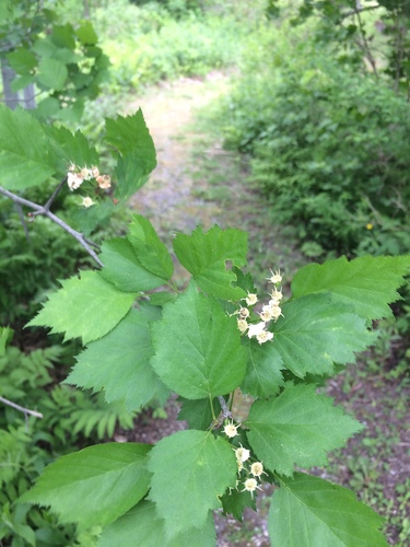 Image of Big-Fruit Hawthorn (Crataegus macrosperma) by no rights reserved