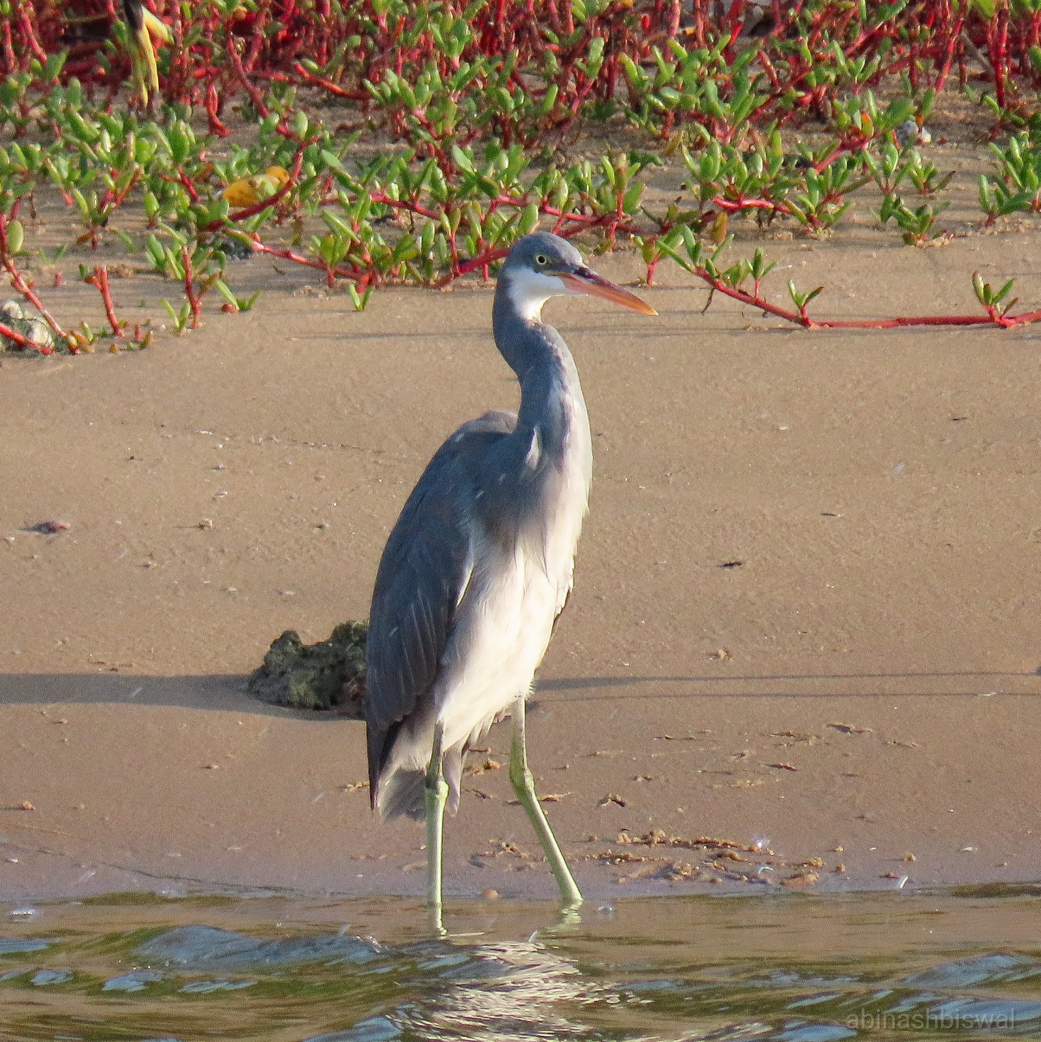 Western Reef Egret