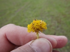 Leiocarpa brevicompta