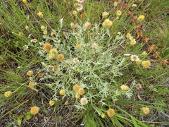 Leiocarpa brevicompta