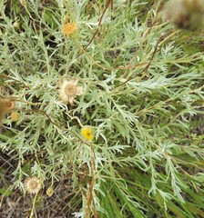 Leiocarpa brevicompta