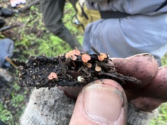 Pulvinula archeri
