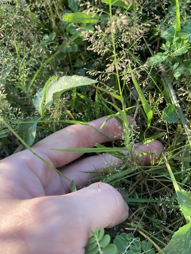 Eragrostis viscosa image