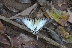 Protographium epidaus