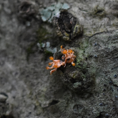 Stilbocrea macrostoma