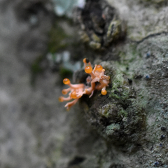 Stilbocrea macrostoma