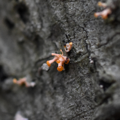 Stilbocrea macrostoma