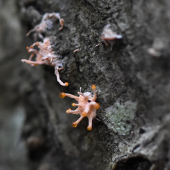 Stilbocrea macrostoma