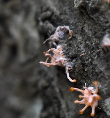 Stilbocrea macrostoma