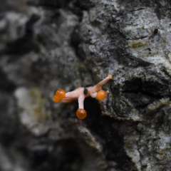 Stilbocrea macrostoma