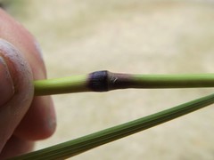 Lolium perenne