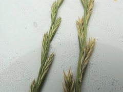 Lolium perenne