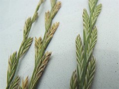 Lolium perenne
