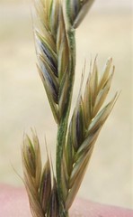 Lolium perenne