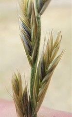 Lolium perenne