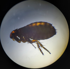 Pulicidae