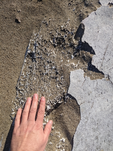 マッコウクジラ