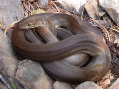 Liasis olivaceus olivaceus