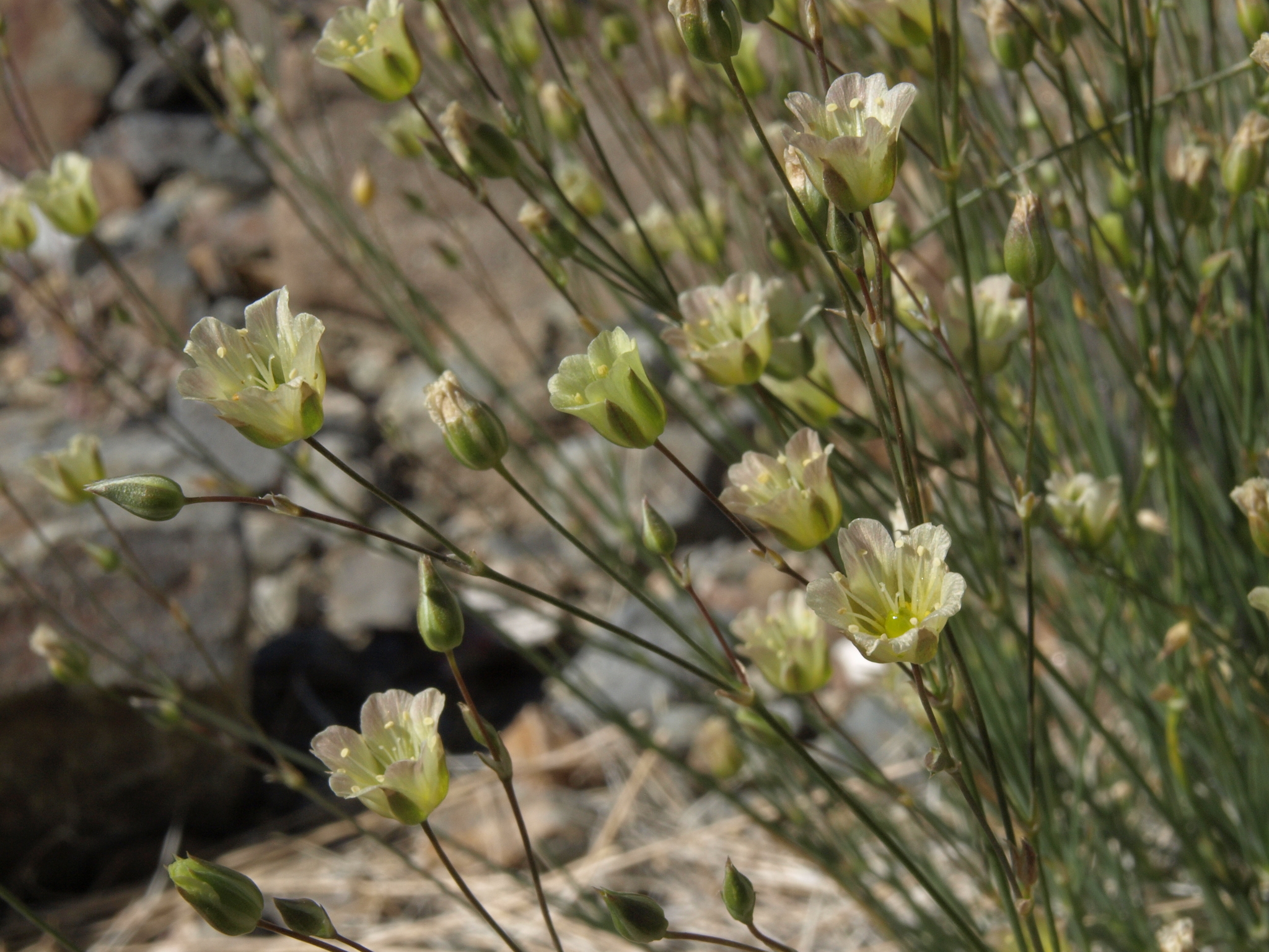 Eremogone macradenia