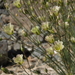 Eremogone macradenia macradenia - Photo (c) Jim Morefield，保留部份權利CC BY