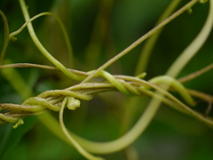 Cuscuta reflexa