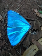 Morpho aega