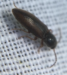 Agriotes pallidulus