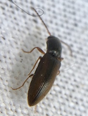 Agriotes pallidulus