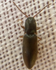 Agriotes pallidulus