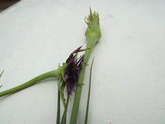 Tragopogon porrifolius