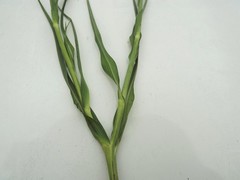 Tragopogon porrifolius