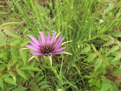 Tragopogon porrifolius