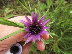 Tragopogon porrifolius