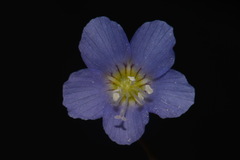 Polemonium reptans reptans