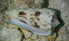 Conus striatus oahuensis