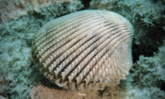 Vasticardium hawaiensis