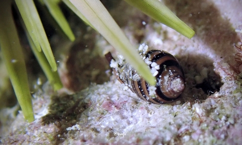 Vexilla vexillum observed 2021-12-25