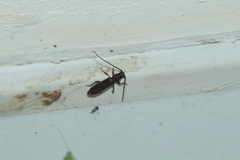 Geropa concolor