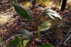 Acacia wardellii