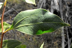 Acacia wardellii