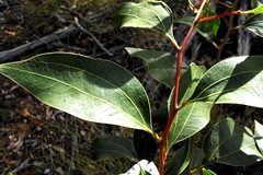 Acacia wardellii
