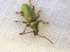 Phyllobius argentatus