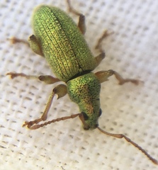 Phyllobius argentatus