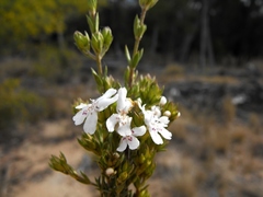 Westringia cheelii