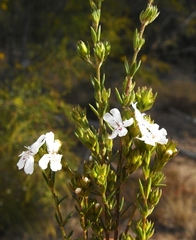 Westringia cheelii