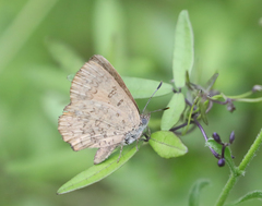 Paralucia pyrodiscus