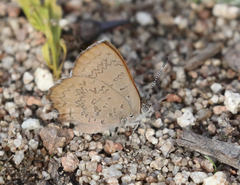 Paralucia pyrodiscus