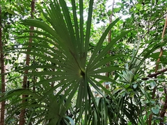 Sabal mauritiiformis