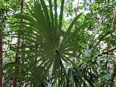 Sabal mauritiiformis