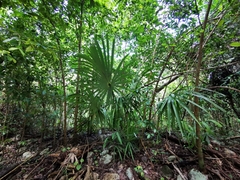 Sabal mauritiiformis